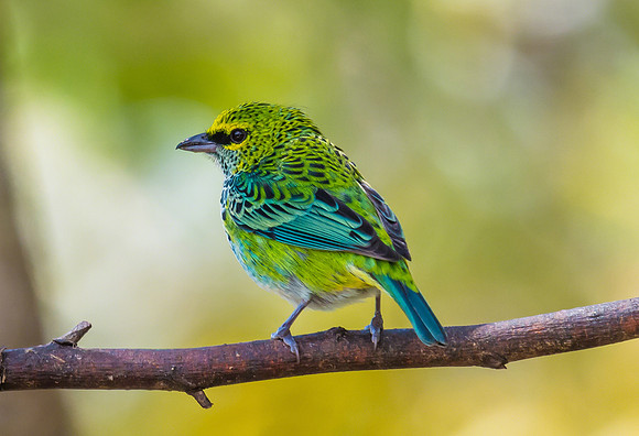 Speckled Tanager