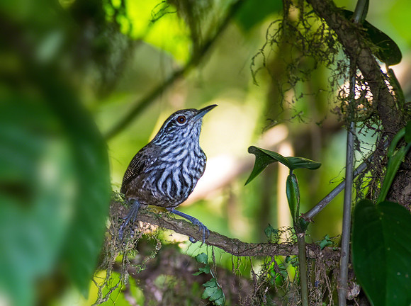 Stripe-breasted Wren