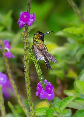 Black-bellied Hummingbird