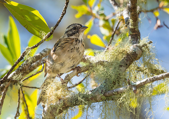 Rufous-collared sparrow (Immature)