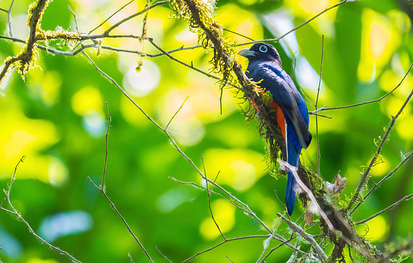 Baird's Trogon
