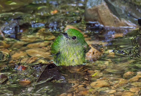 Blue-crowned Manakin (Female)