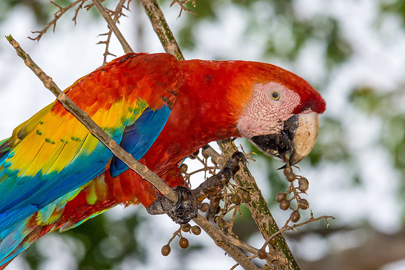Scarlet Macaw