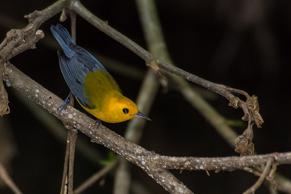 Prothonotary Warbler