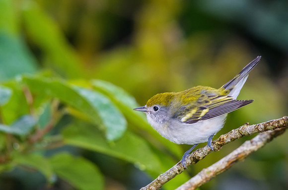Chestnut-sided Warbler