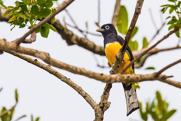 Black-headed Trogon