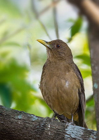 Clay-colored Thrush (National Bird)