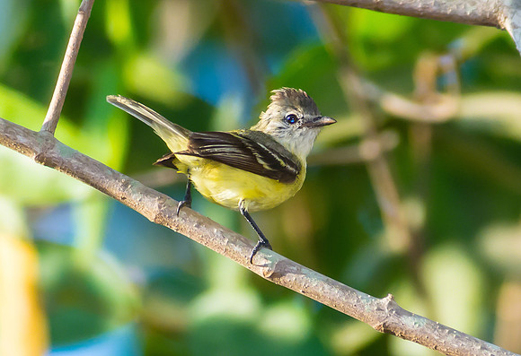 Southern Beardless Tyrannulet