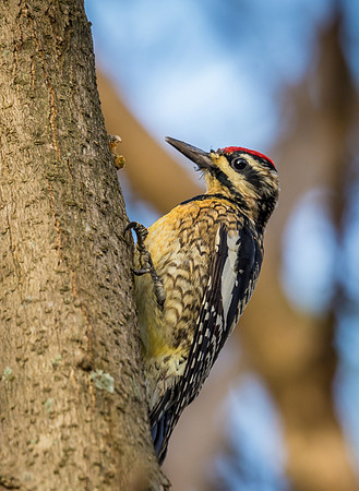 Hairy Woodpecker