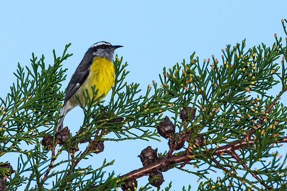 Bananaquit