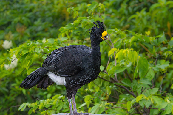 Great Curassow (Male)