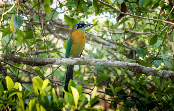 Blue-crowned Motmot
