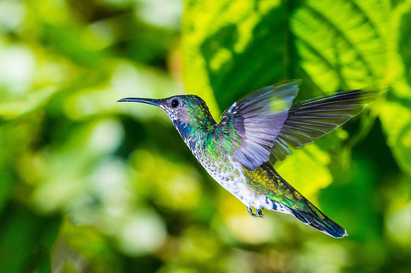 Violet Sabrewing (Female)