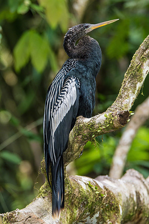 Anhinga (Male)