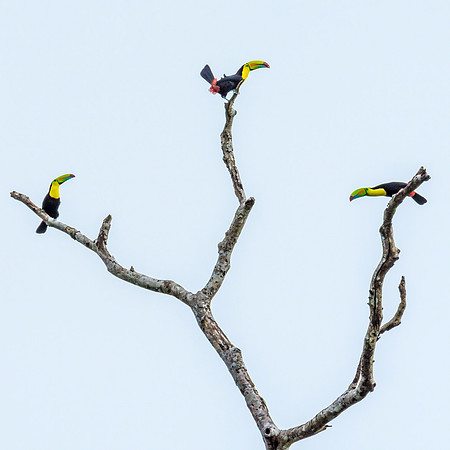 Keel-billed Toucans