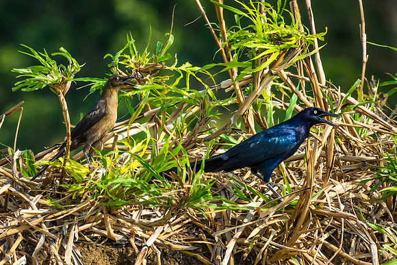 Grackle (Male & Female)