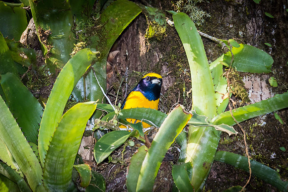 Yellow-crowned Euphonia (Male)