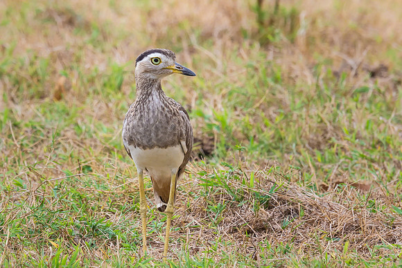Double-striped Thick-Knee