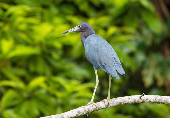 Little Blue Heron