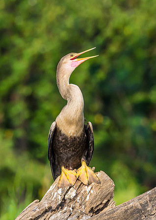 Anhinga (Female)