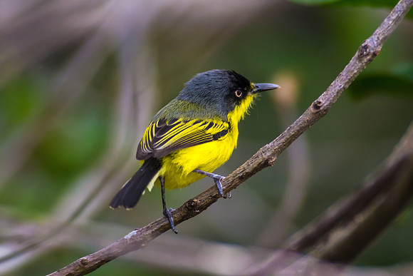 Common Tody-flycatcher