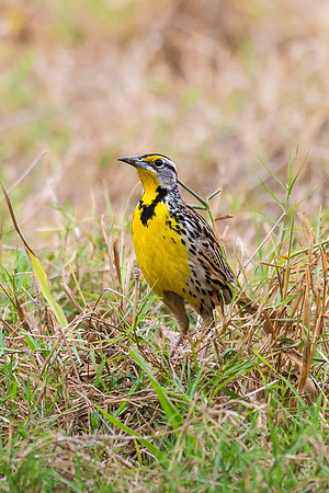 Eastern Meadowlark