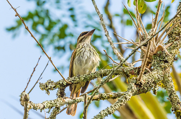 Streaked Flycatcher