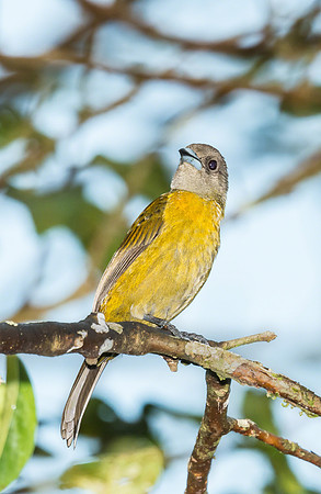 Passerini's Tanager (Female)