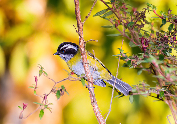 Sooty Cap Bush Tanager