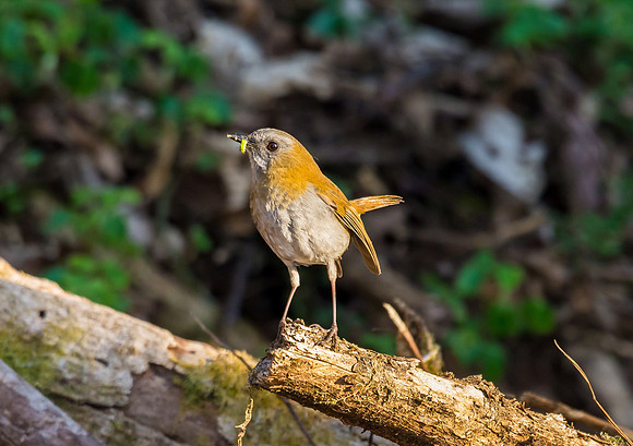 Black billed Nightingale Thrush