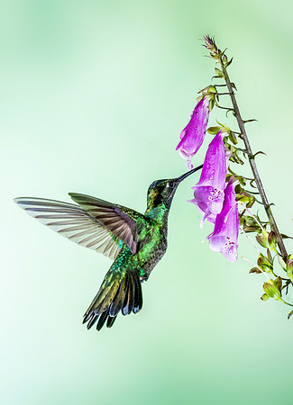 Magnificent Hummingbird