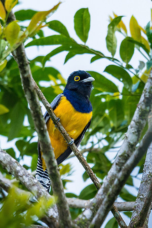 Violaceous Trogon