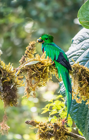 Resplendent Quetzal (Male)
