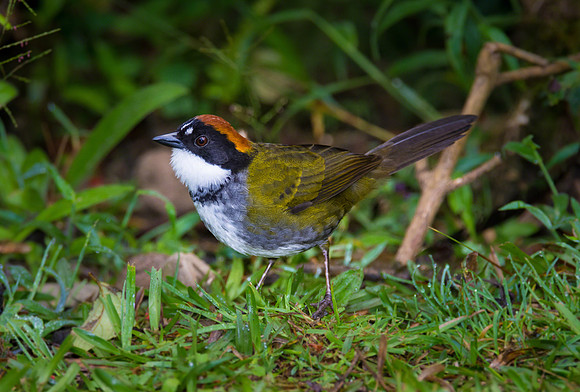 Chestnut-capped Brush-finch