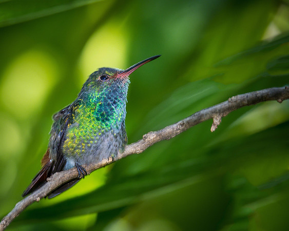 Rufous-tailed Hummingbird