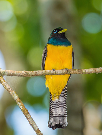Black-throated Trogon