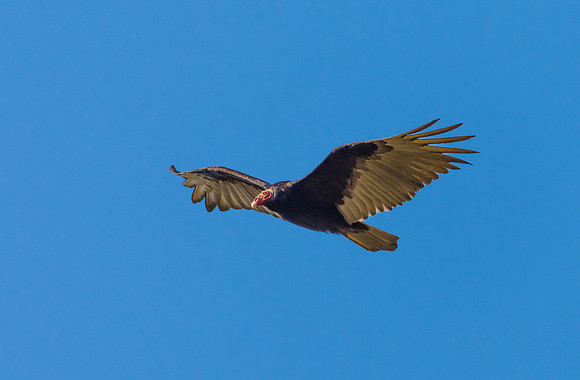 Turkey Vulture