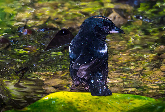 White-shouldered Tanager (Male)