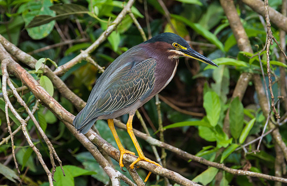 Green Heron