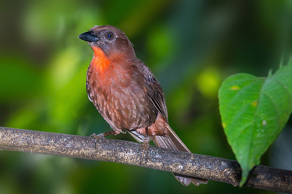 Red-throated Ant Tanager