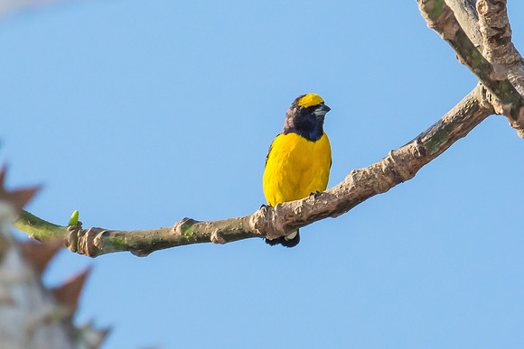 Yellow-crowned Euphonia