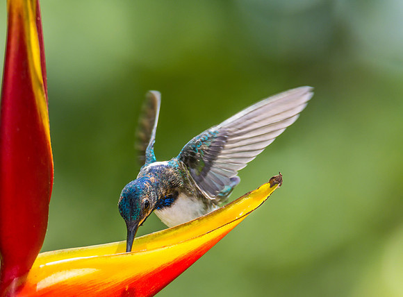 White-necked Jacobin