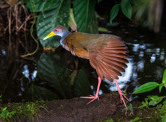 Gray-necked Wood-Rail