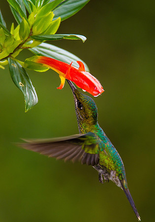 Green-crowned Brilliant (Female)