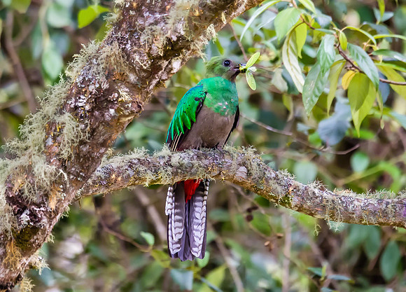 Resplendent Quetzal (Female)