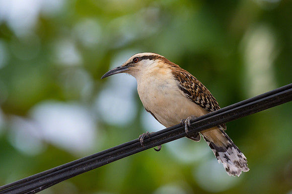 Rufous-naped Wren