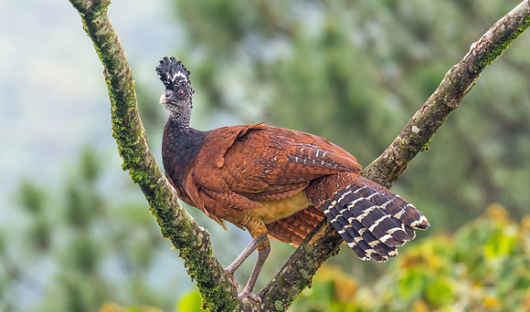 Great Curassow (Female)