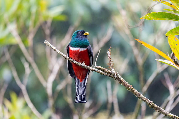 Collared Trogon (Male)
