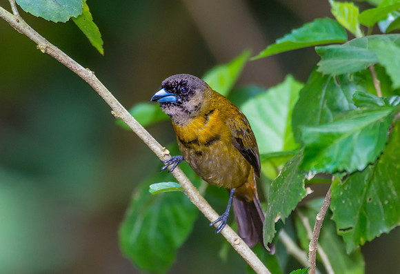 Passerini's Tanager (Immature Male)