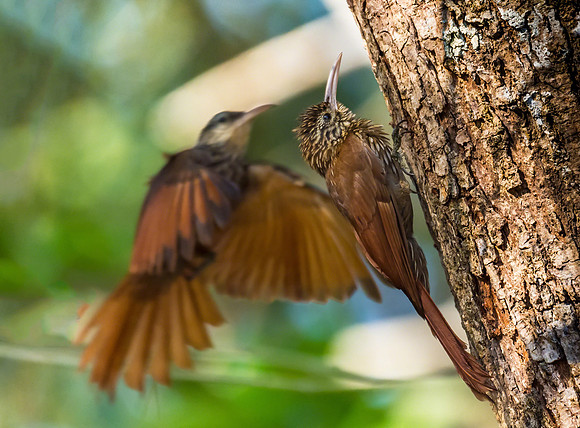 Streak-headed Woodcreeper